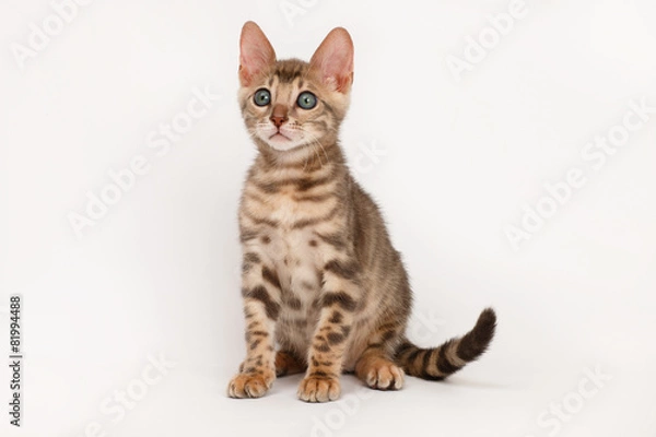 Obraz Blue Bengal Kitten