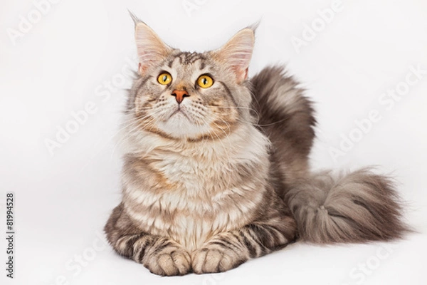 Obraz Maine Coon Cat