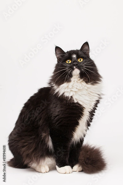 Obraz Black and white siberian cat