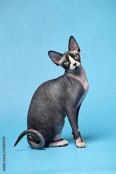 Fototapeta Sphynx..