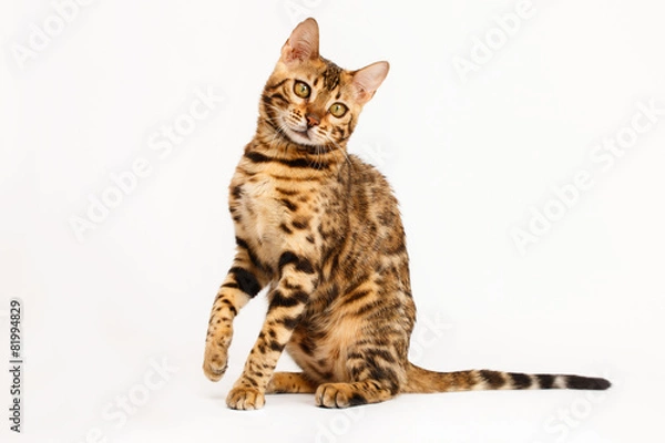Fototapeta Bengal Cat