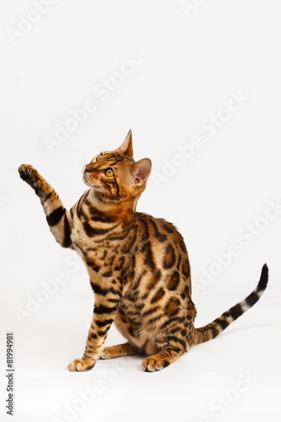 Fototapeta Bengal Cat playing