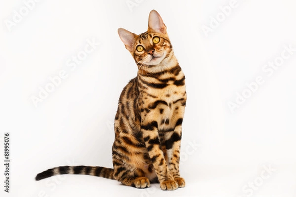 Obraz Bengal Cat