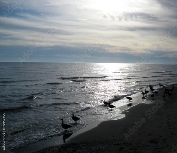 Obraz Canada Geese silhouetted at evening on the shore