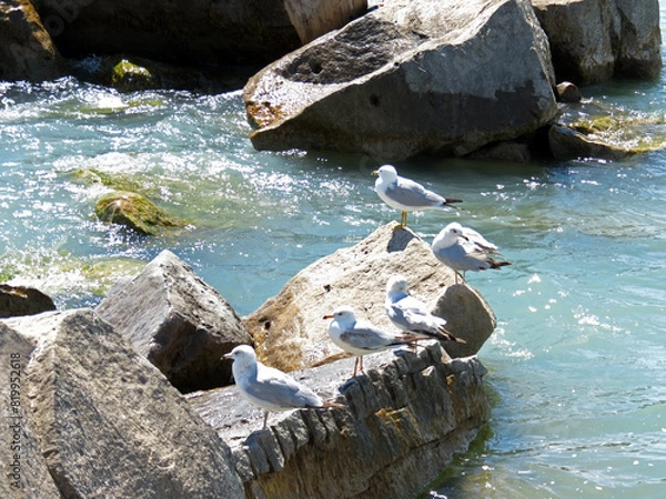 Obraz Seagulls taking a rest on the rocks by the shore.