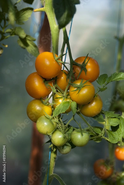 Fototapeta Помидоры на ветке
