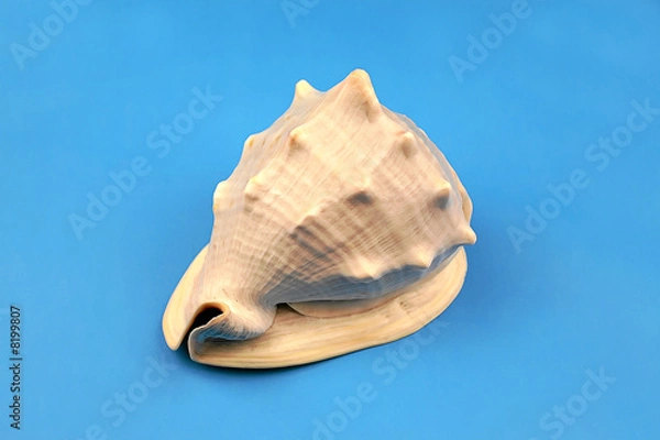 Obraz seashell