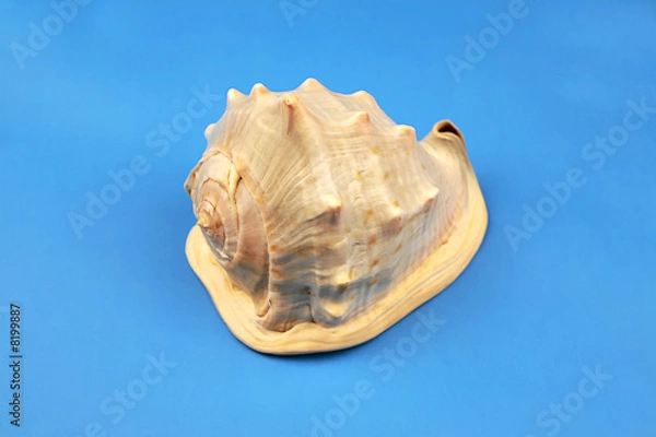Obraz seashell
