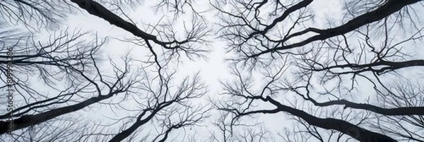 Fototapeta Silhouettes of leafless trees against a bright winter sky, creating a dramatic scene.