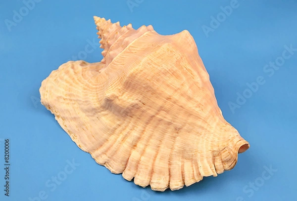 Obraz seashell