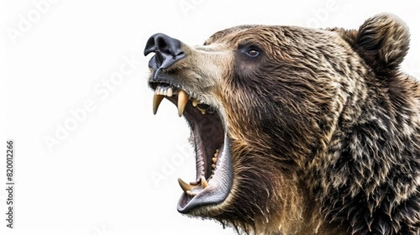 Obraz close up Grizzly Roars Warning. On white background. generative ai