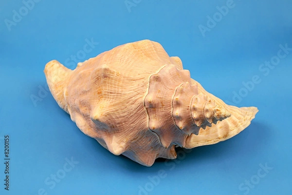 Obraz seashell