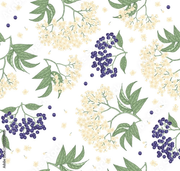Obraz Elderflower seamless pattern. Elderberry, sambucus flowers hand drawn. Vector illustration vintage.