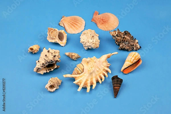 Obraz seashells