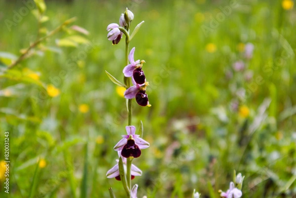 Obraz wilde Orchidee