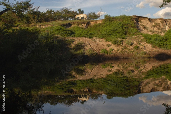 Obraz Horse Reflection