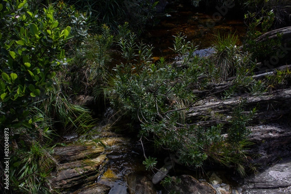 Obraz Grasses around the river