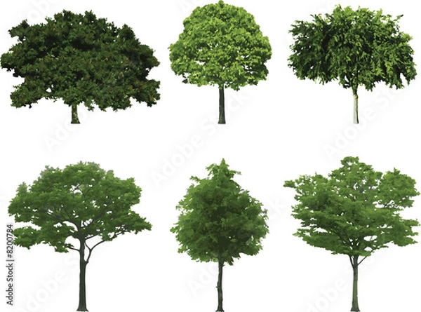 Fototapeta The isolated tree