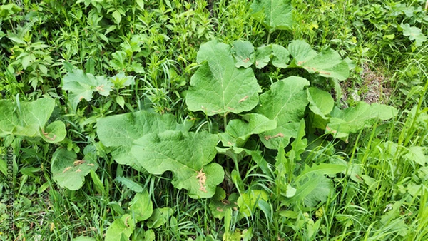 Fototapeta Leaves of a burdock plant (Arctium platylepis) in shade areas under trees by a stream bank