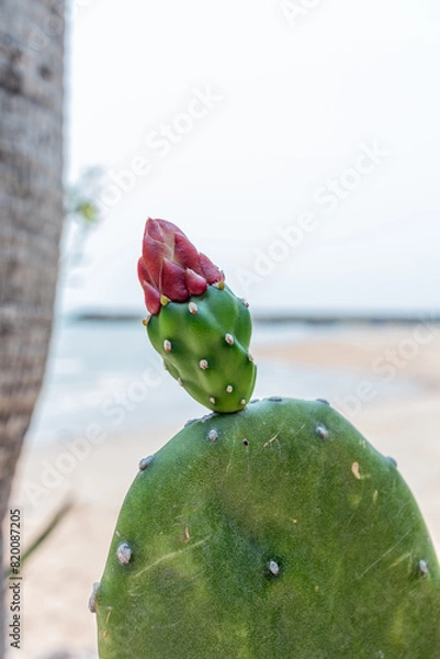 Obraz Unopened Red Cactus Flower Bud Closeup