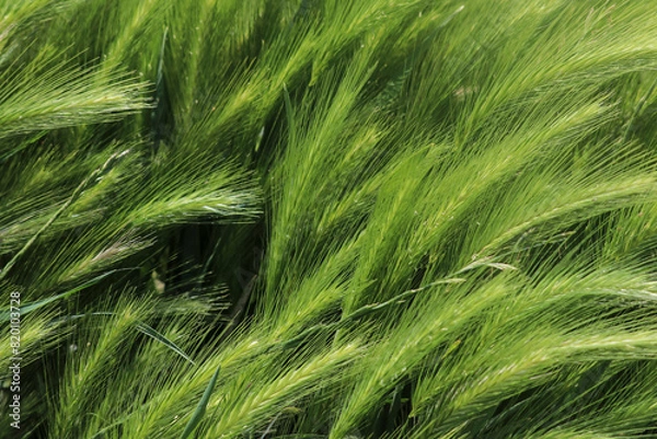 Obraz Espigas verdes en el campo