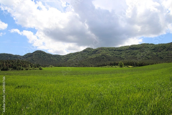 Obraz Campo verde en primavera