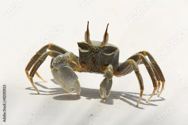 Fototapeta Ghost Crab (Ocypode quadrata)