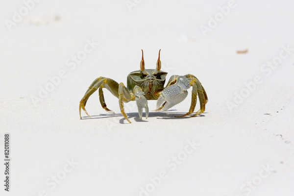 Obraz Ghost Crab (Ocypode quadrata)