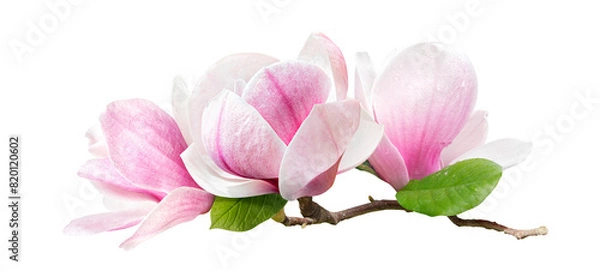 Fototapeta a branch of tender spring pink flower primrose magnolia isolated on transparent background