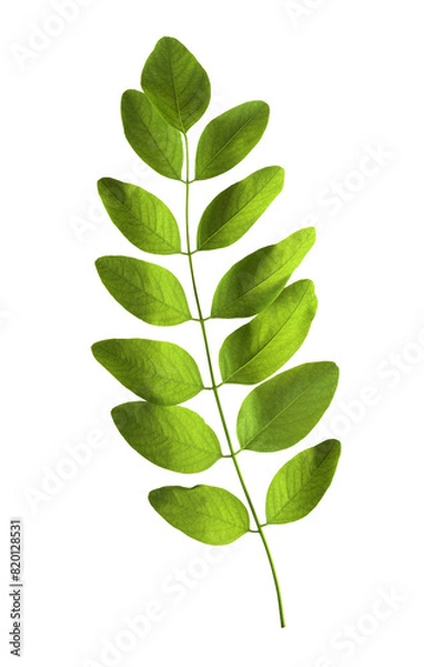 Obraz green leaves on transparent background