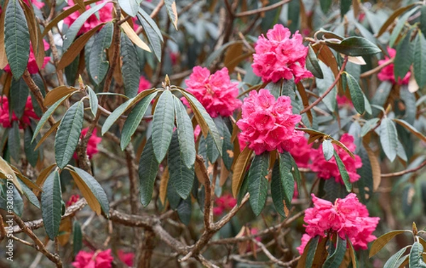 Fototapeta Flowering red rhododendron flowers in a mountain trail, Manaslu Circuit. Red flowers of rhododendron, the national flower of Nepal. Close up view.