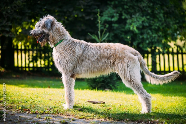 Obraz Irischer Wolfshund