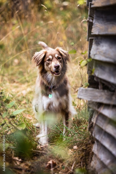 Obraz Border Collie Mix