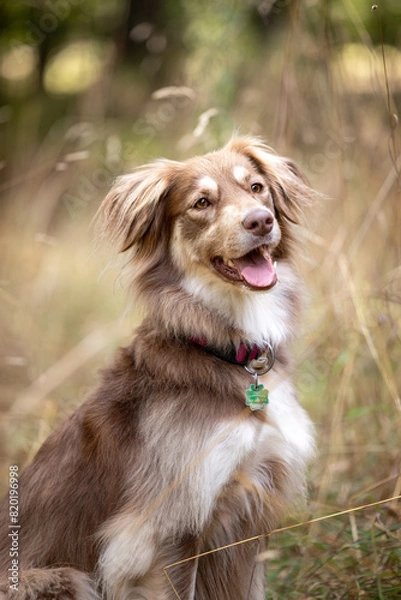 Obraz Border Collie Mix