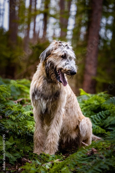 Obraz Irischer Wolfshund