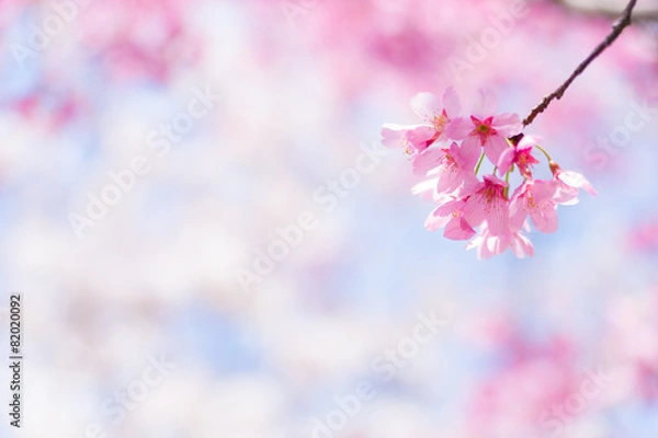 Fototapeta 陽光桜（ヨウコウザクラ）