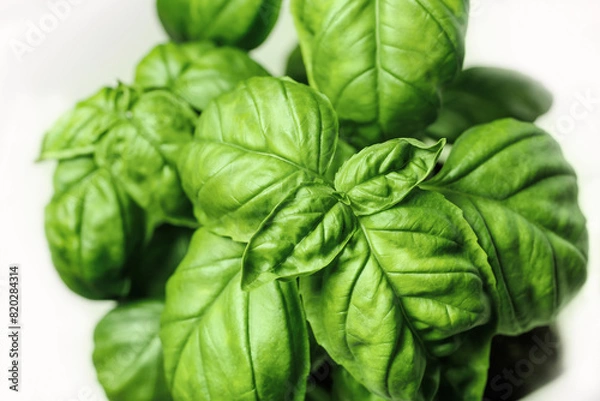 Obraz Fresh basil on white background.