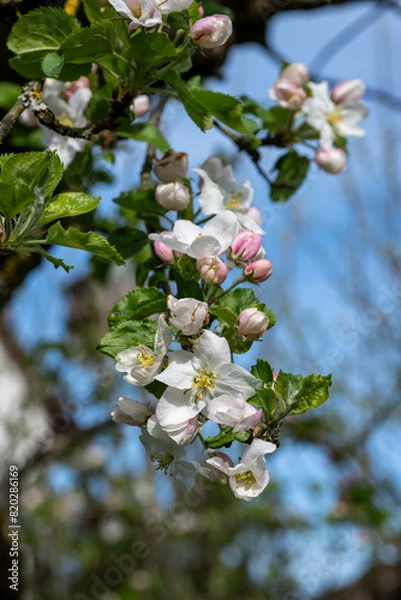Obraz Blooming buds on an apple tree