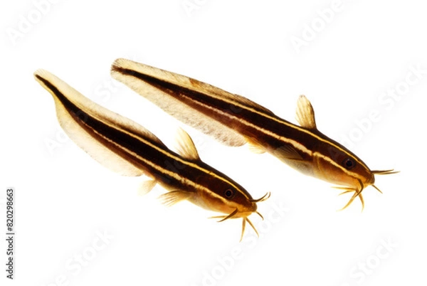 Fototapeta ゴンズイの幼魚　磯の魚　白バック