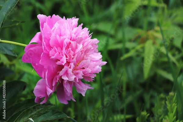 Obraz Peony profile