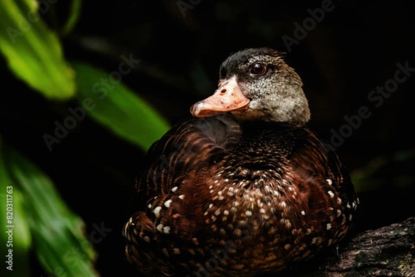 Fototapeta Small duck sitting on a log.