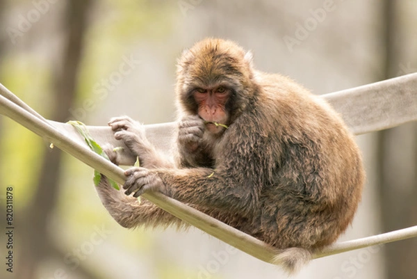 Fototapeta Small monkey relaxing at a local zoo.