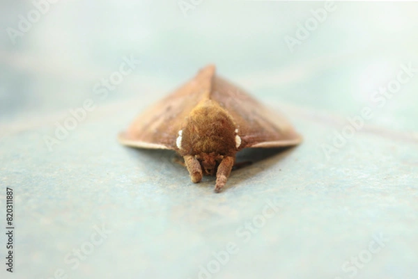 Obraz Peacock Eye Moth Insect of the species Pseudautomeris luteata, of the order Lepidoptera, superfamily Bombicoidea, family Saturniidae, subfamily Hemileucinae, front view with focus on face.