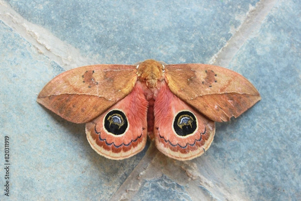 Obraz Peacock Eye Moth Insect of the species Pseudautomeris luteata, of the order Lepidoptera, superfamily Bombicoidea, family Saturniidae, subfamily Hemileucinae, top view, with open wings.