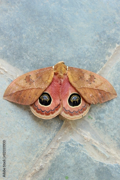 Obraz Peacock Eye Moth Insect of the species Pseudautomeris luteata, of the order Lepidoptera, superfamily Bombicoidea, family Saturniidae, subfamily Hemileucinae, top view, with open wings.