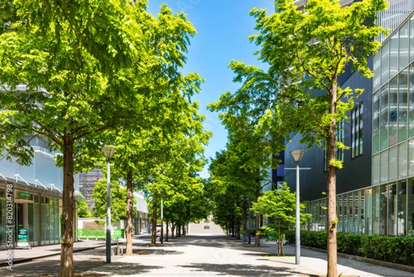 Fototapeta (神奈川県ｰ風景)みなとみらいオフィス街の街路樹３