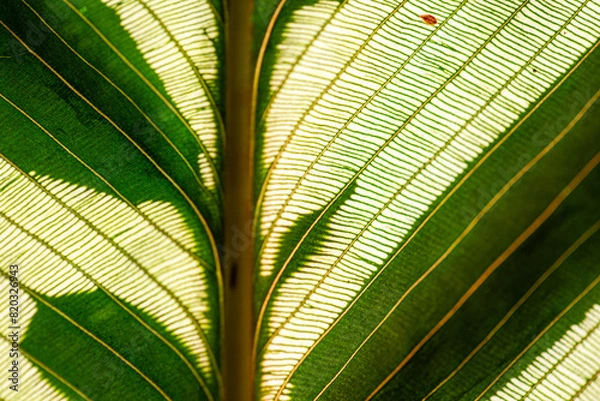 Obraz green leaf background