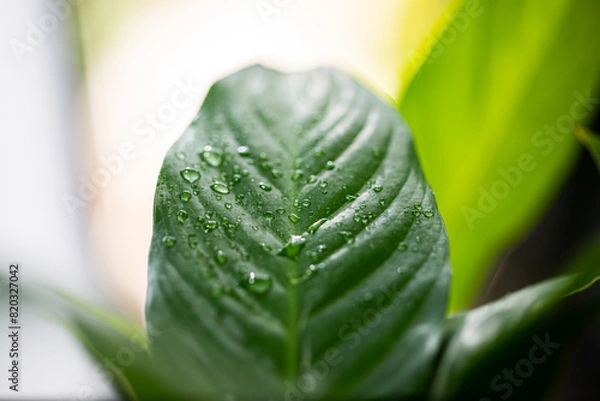 Obraz leaf with drops