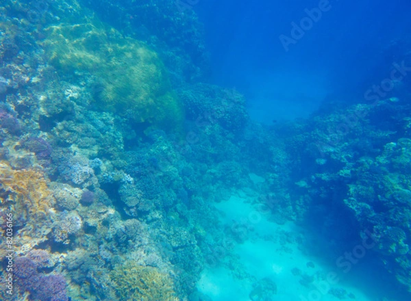 Fototapeta coral reef