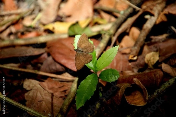 Obraz inseto borboleta - Lepidoptera